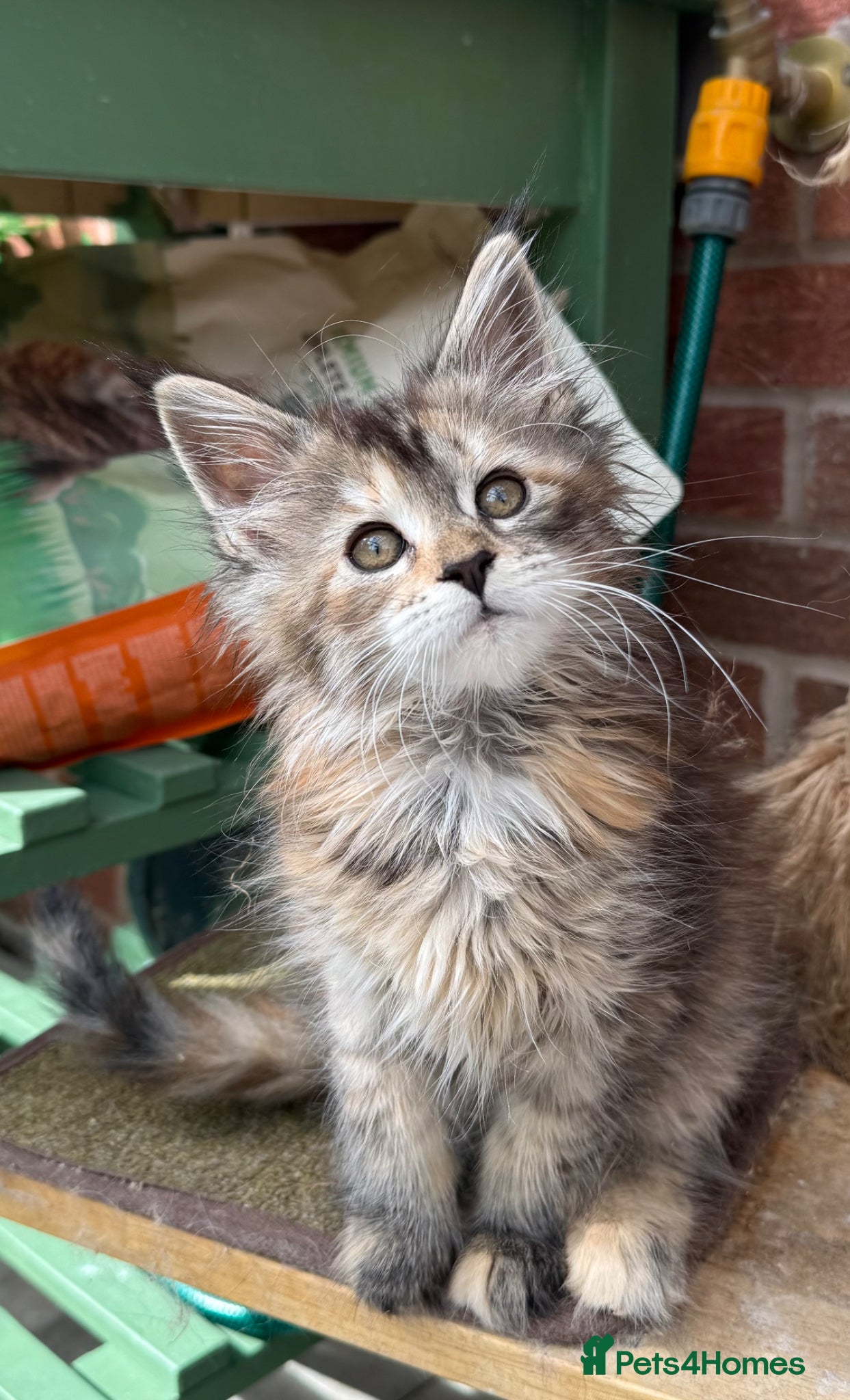 Maine Coon cats Maine coon kittens - Advert 2