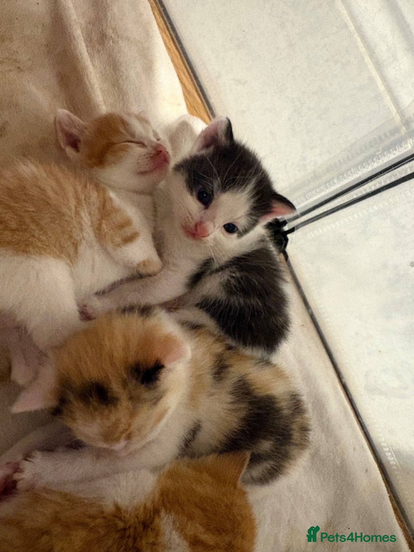 Mixed Breed cats *2left* Part ragdoll kittens  - Advert 2