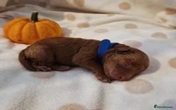 Maltipoo dogs for sale: 🐾✨️Beautiful Maltipoo Pups ready in December!🐾✨️ - Image 5