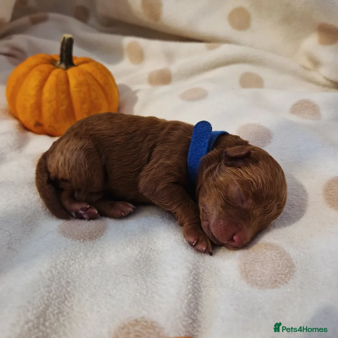 Maltipoo dogs for sale: 🐾✨️Beautiful Maltipoo Pups ready in December!🐾✨️ - Image 5