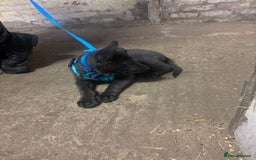 German Shepherd dogs for sale: Blue German shepherd male - Image 3