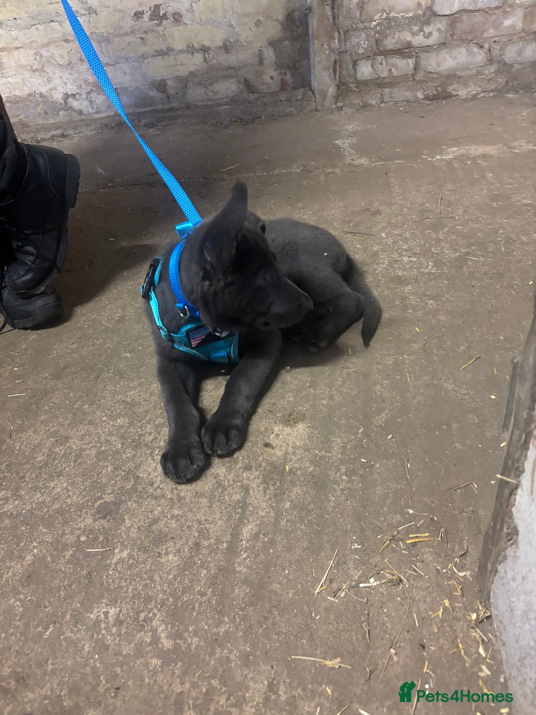 German Shepherd dogs for sale: Blue German shepherd male - Image 3