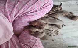 Miniature Dachshund dogs for sale: Ready to go 3/12/25 - stunning coloured Dachsunds - Image 15