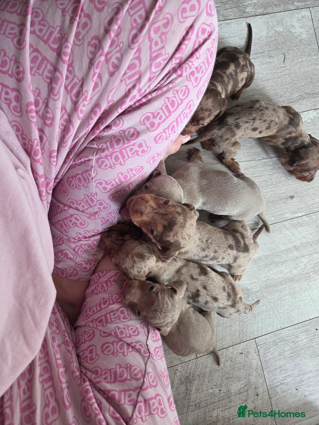 Miniature Dachshund dogs for sale: Ready to go 3/12/25 - stunning coloured Dachsunds - Image 15