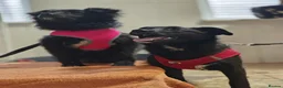 Mixed Breed dogs for adoption: ❤️🐶 YUKI & FIFI – TWO HEARTS, ONE LITTLE TEAM in Burton-on-Trent - Advert 21