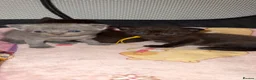 British Shorthair cats for sale: Chocolate British Short Hair Kittens - Advert 11