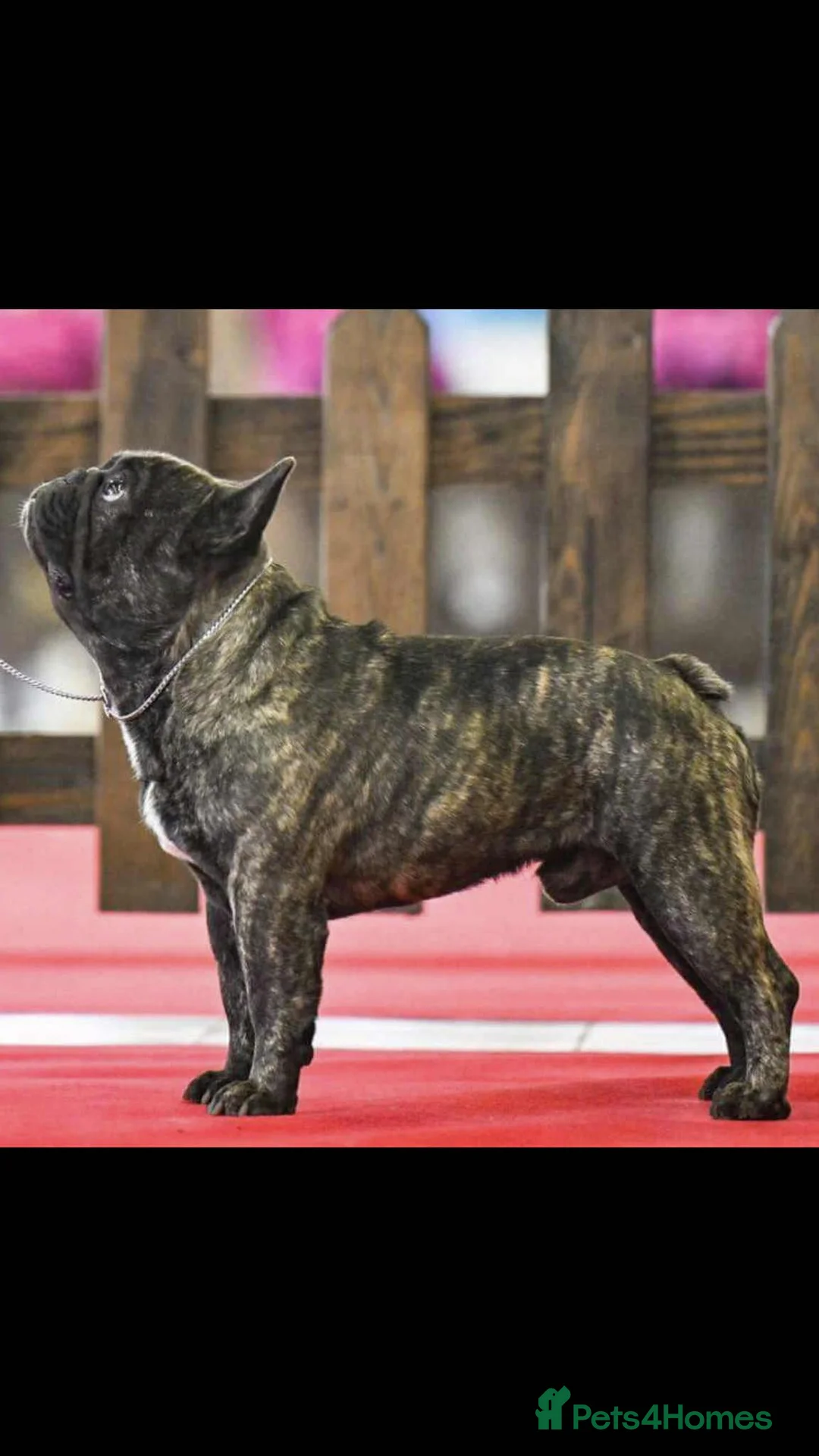 French Bulldog dogs for stud: International Champion French Bulldog at Stud - Advert 7