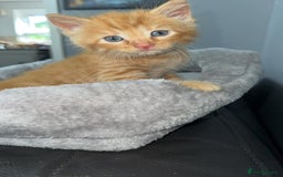Mixed Breed cats for sale: BENGAL X TABBY KITTENS - Image 5