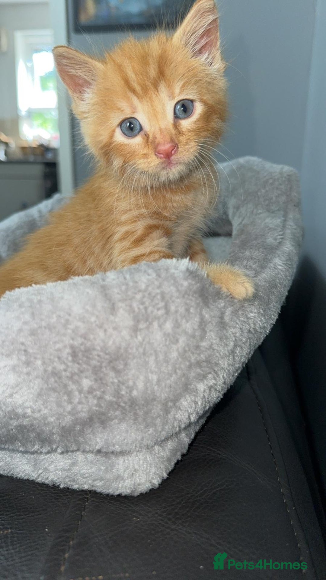 Mixed Breed cats for sale: BENGAL X TABBY KITTENS - Image 5