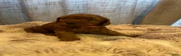 Cavapoo dogs for sale: Cavapoo F1BB puppies  in Grimsby - Advert 33
