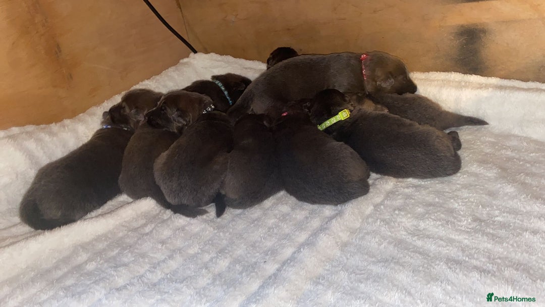 German Longhaired Pointer dogs for sale: Blue long hair German Shepard - Advert 2