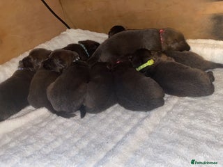 German Longhaired Pointer dogs Blue long hair straight backGerman Shepard - Advert 1