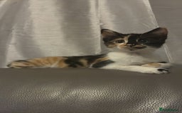 British Shorthair cats for sale: 5 month old kittens for sale £20 each  - Image 3