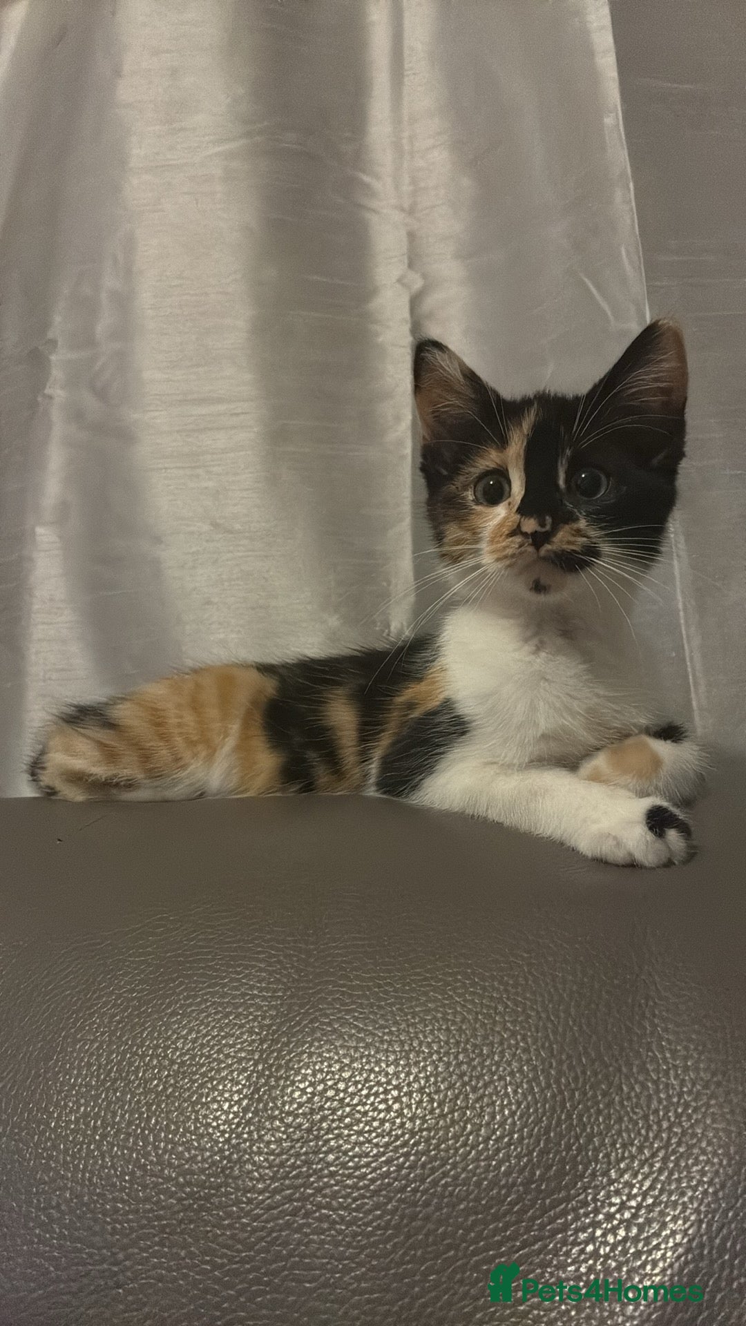 British Shorthair cats for sale: 5 month old kittens for sale £20 each  - Image 3