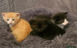 Mixed Breed cats for sale: Kittens for sale - Image 5