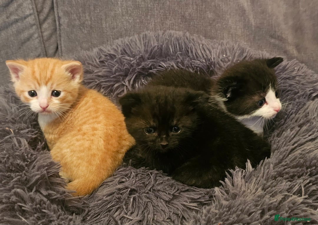 Mixed Breed cats for sale: Kittens for sale - Image 5