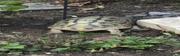 Hermann Tortoise reptiles for sale: Hermann Tortoise Babies  - Advert 4