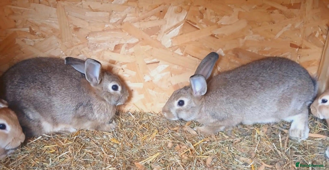 Mixed Breed rabbits for sale: Rabbit  - Image 2
