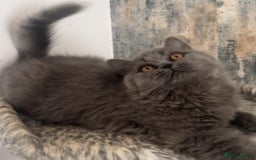 British Shorthair cats for sale: 2 Gorgeous Brittsh Kittens Fully Vaccinated  - Image 2