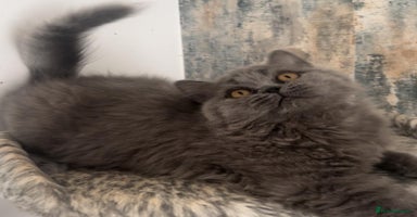 British Shorthair cats - Advert 2