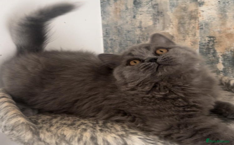 British Shorthair cats - Advert 3