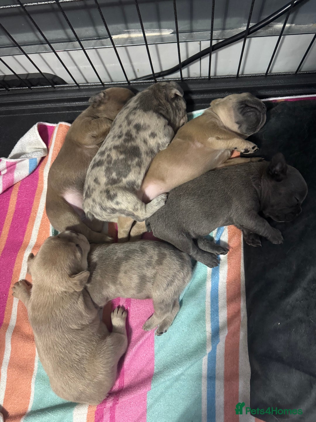 French Bulldog dogs for sale: French bulldogs 3 male ready now  - Image 8