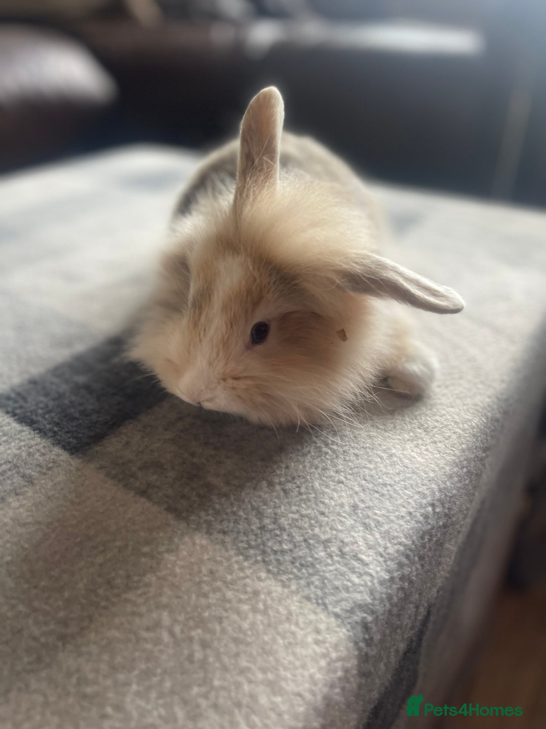English Lop rabbits for sale: Beauitful Double Mane lop and dwarf double mane in Spalding - Image 16