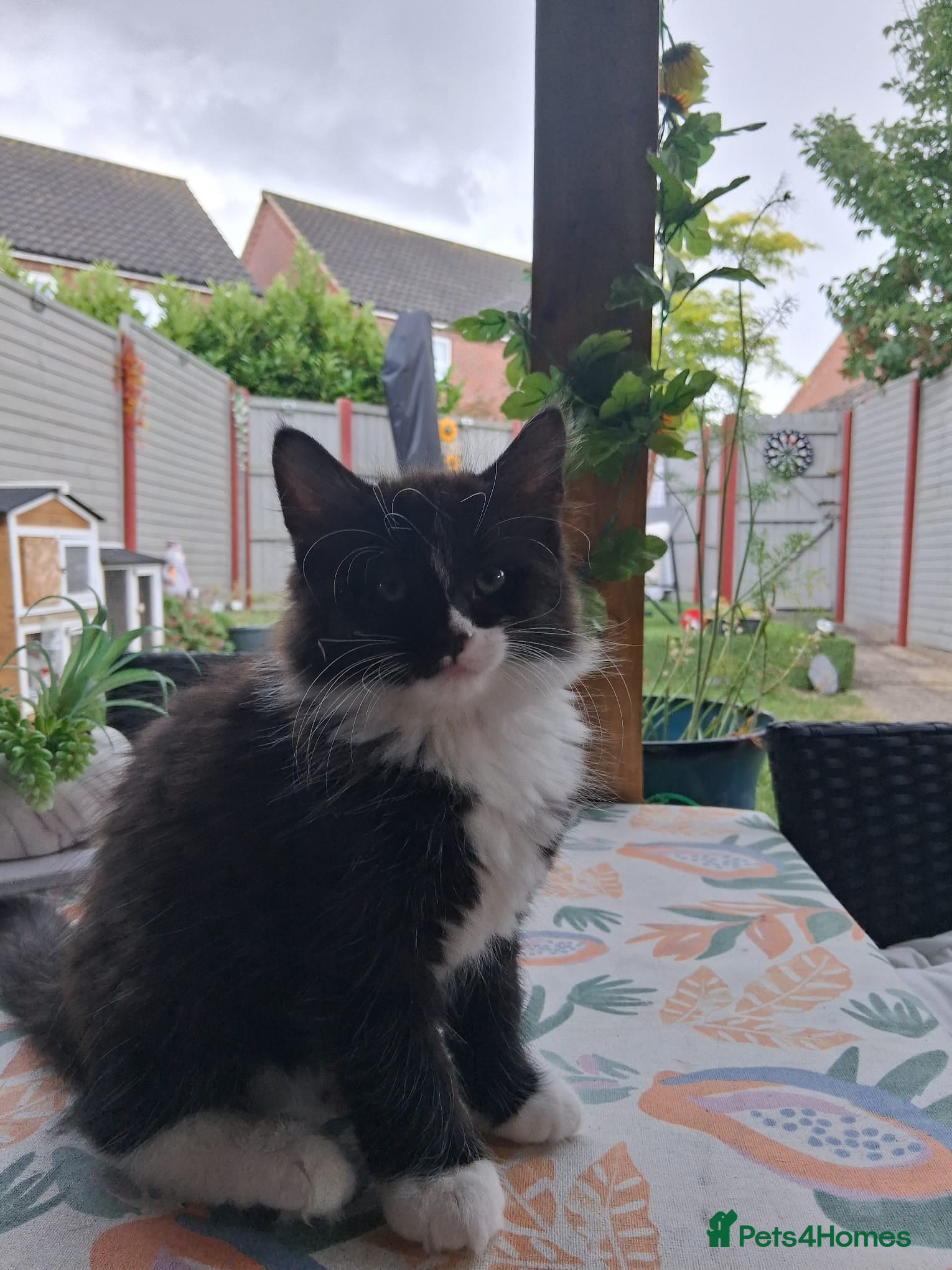 Mixed Breed cats for sale: 1 boy and 2 girls black and white ( tuxedo) - Advert 21
