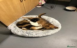 Patterjack dogs for sale: 8 Month Old girl seeking loving forever home - Image 3