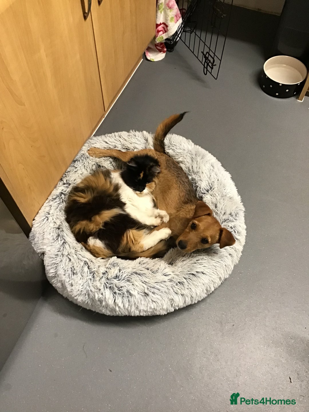 Patterjack dogs for sale: 8 Month Old girl seeking loving forever home - Image 3