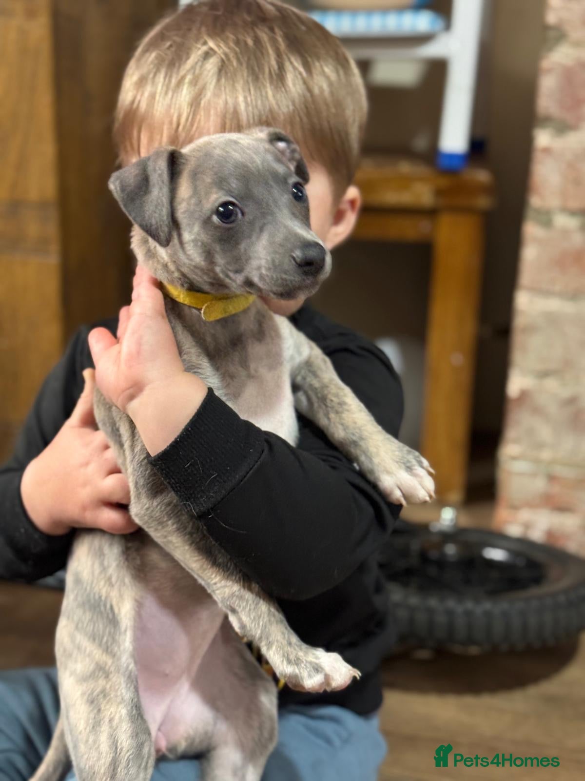 Whippet dogs STUNNING KC REGISTERED PUPS - Advert 16