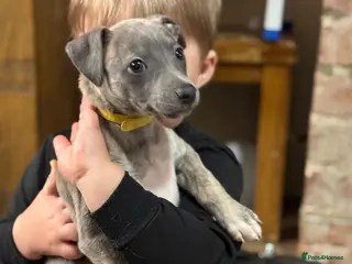 Whippet dogs STUNNING KC REGISTERED PUPS - Advert 16