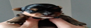 Yorkshire Terrier 1