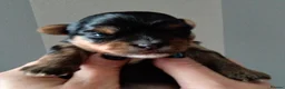 Yorkshire Terrier dogs for sale: 2 Sweter Yorkshire Terrier puppy in Swindon - Advert 2