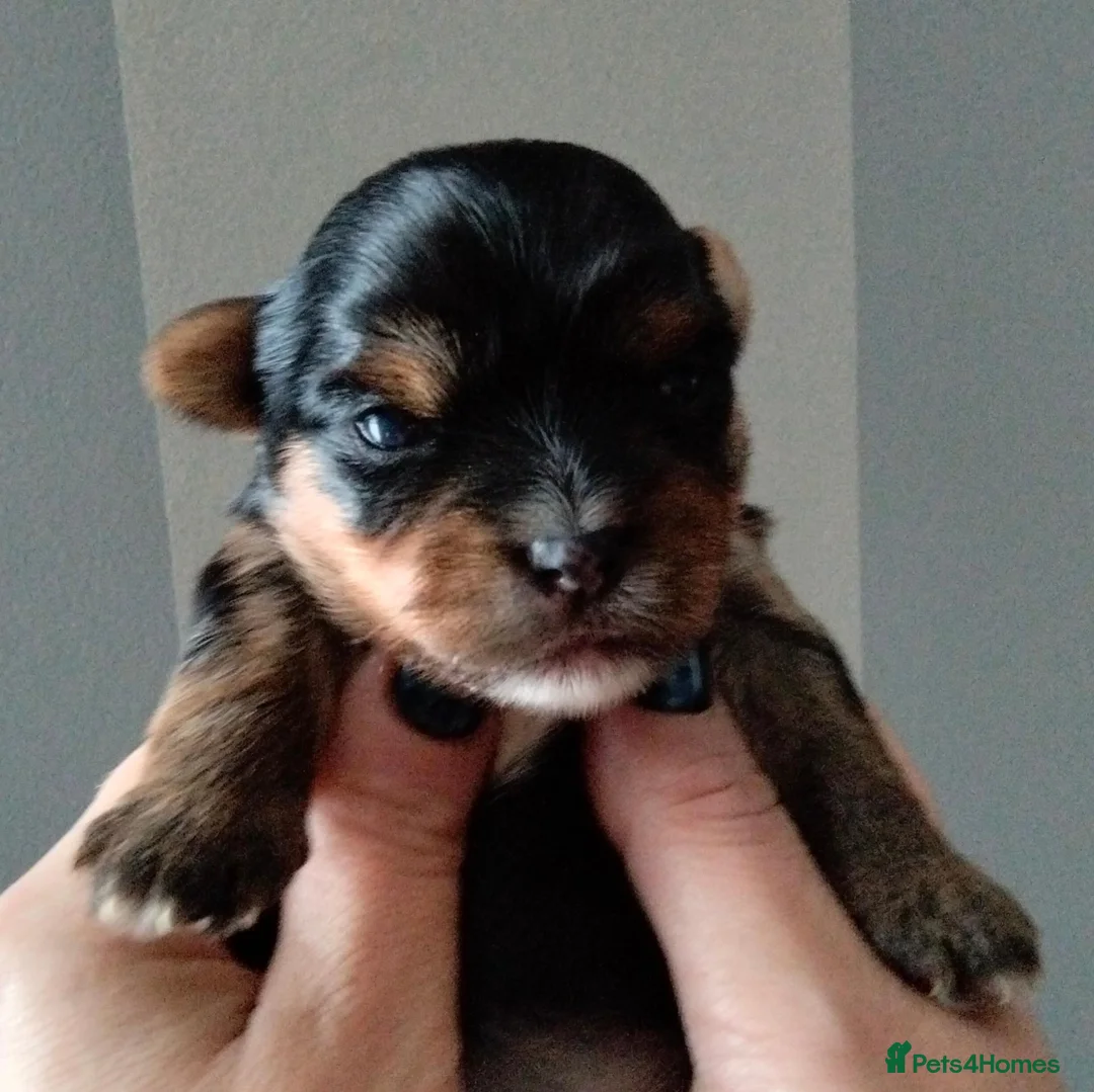 Yorkshire Terrier dogs for sale: 2 Sweter Yorkshire Terrier puppy in Swindon - Advert 2
