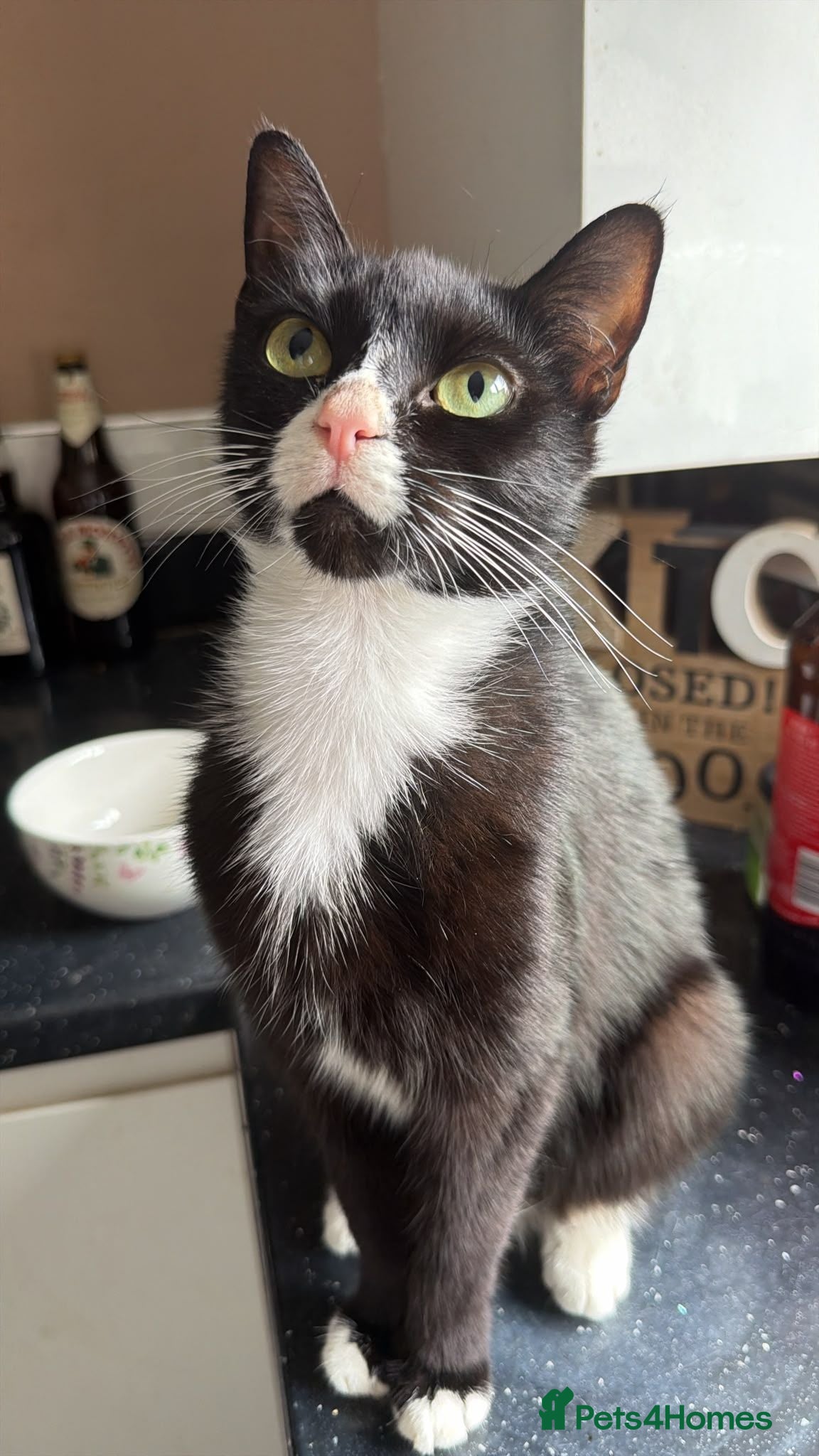 Mixed Breed cats Kittens for sale  - Advert 3
