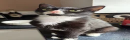 Mixed Breed cats for sale: Kittens for sale  - Advert 1