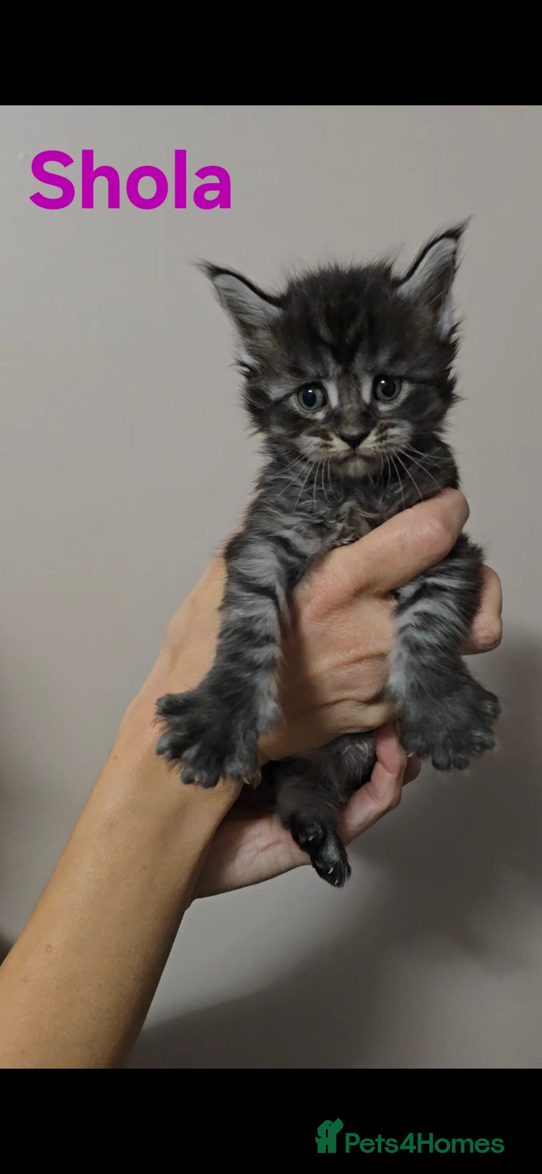 Maine Coon cats for sale: GCCF Maine Coon Kittens  - Advert 8