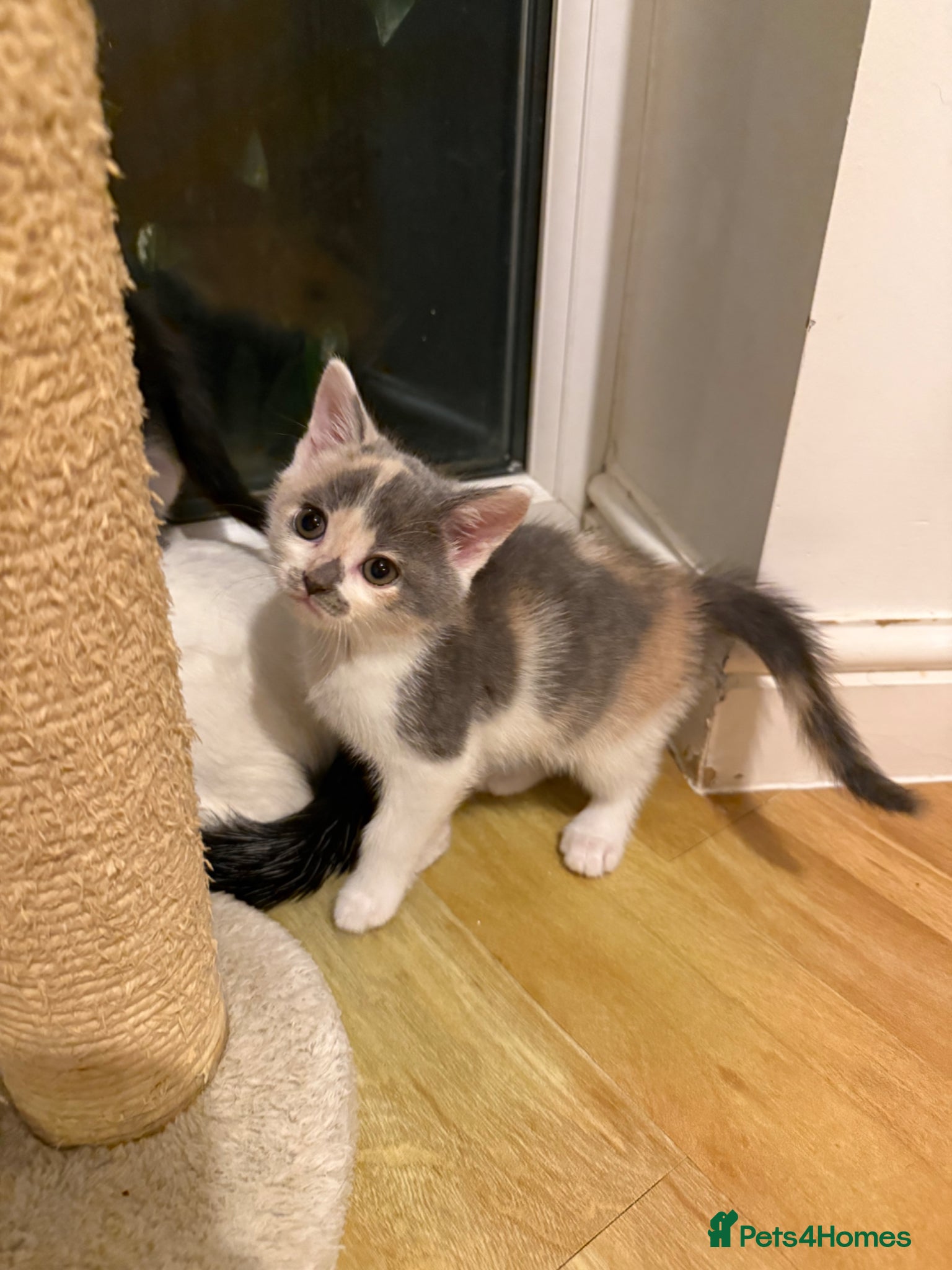 Mixed Breed cats 🥰 mixed breed calicos, tuxedos & grey kittens  - Advert 1