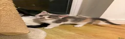 Mixed Breed cats for sale: 🥰 mixed breed calicos, tuxedos & grey kittens  - Advert 1