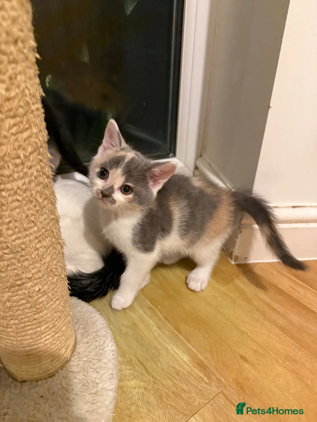 Mixed Breed cats for sale: 🥰 mixed breed calicos, tuxedos & grey kittens  - Advert 1