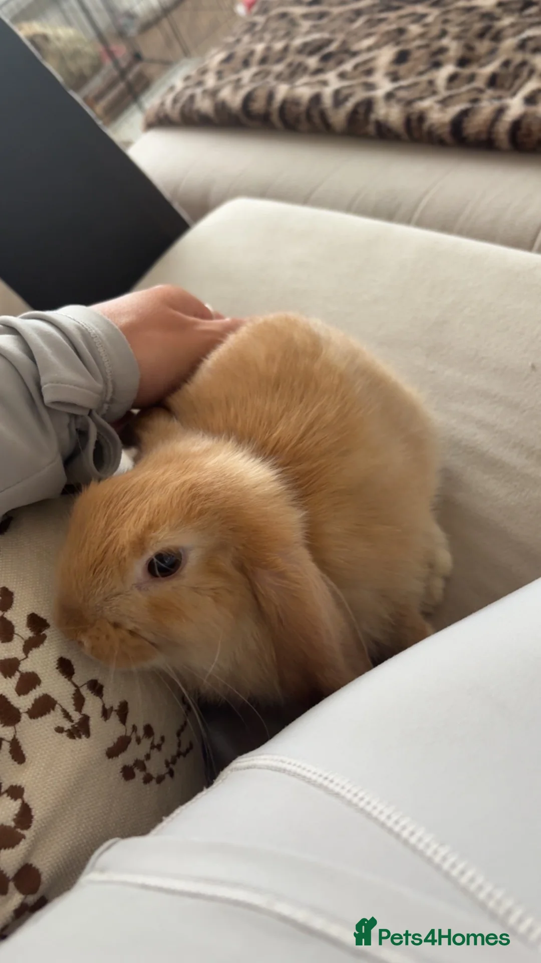 Mini Lop rabbits for sale: Ginger/cream mini lop in Stockton-on-Tees - Advert 4