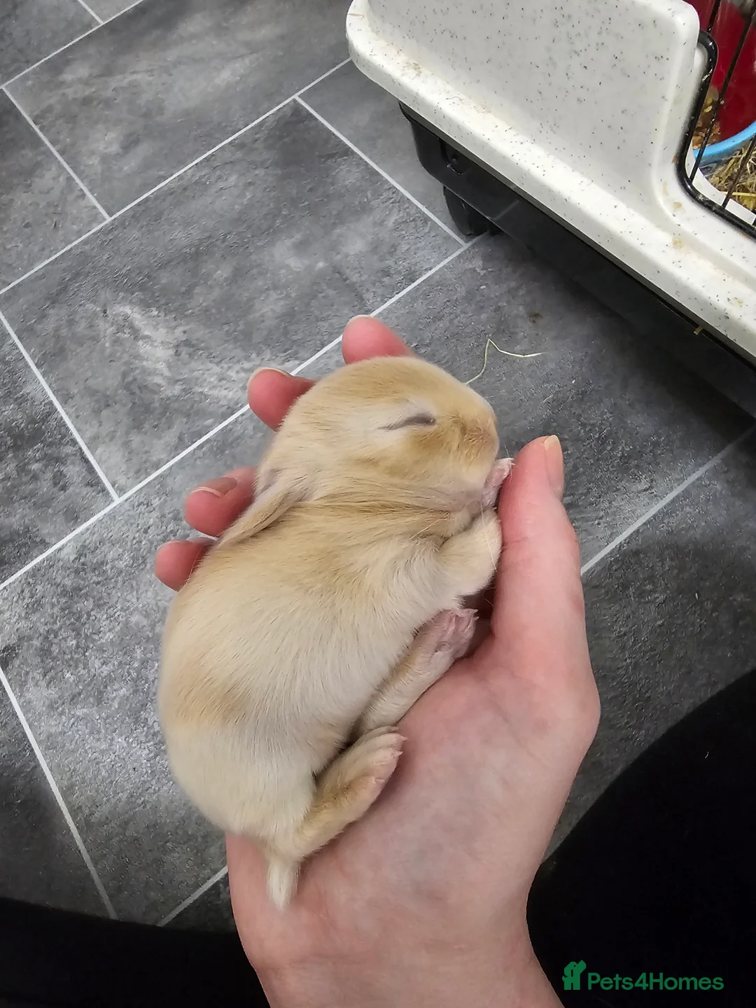 Mixed Breed rabbits for sale: 3 baby bunnies ready for their forever home - Advert 2