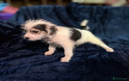 Mixed Breed dogs for sale: 3/4 spaniels 1/4 jack Russel puppy’s 🩷 - Image 2