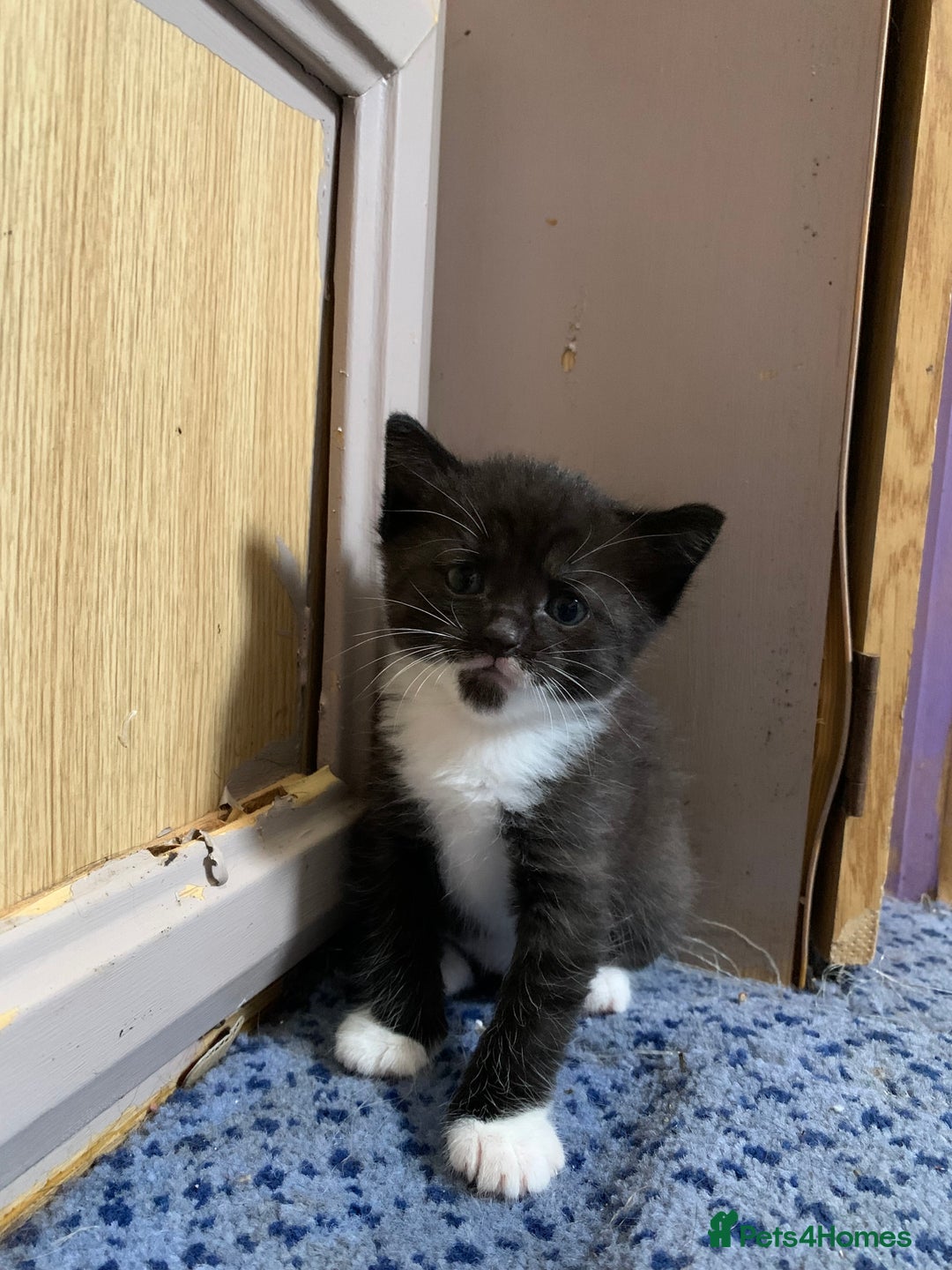 Domestic Shorthair cats for sale: Tabby kittens for sale - Image 10
