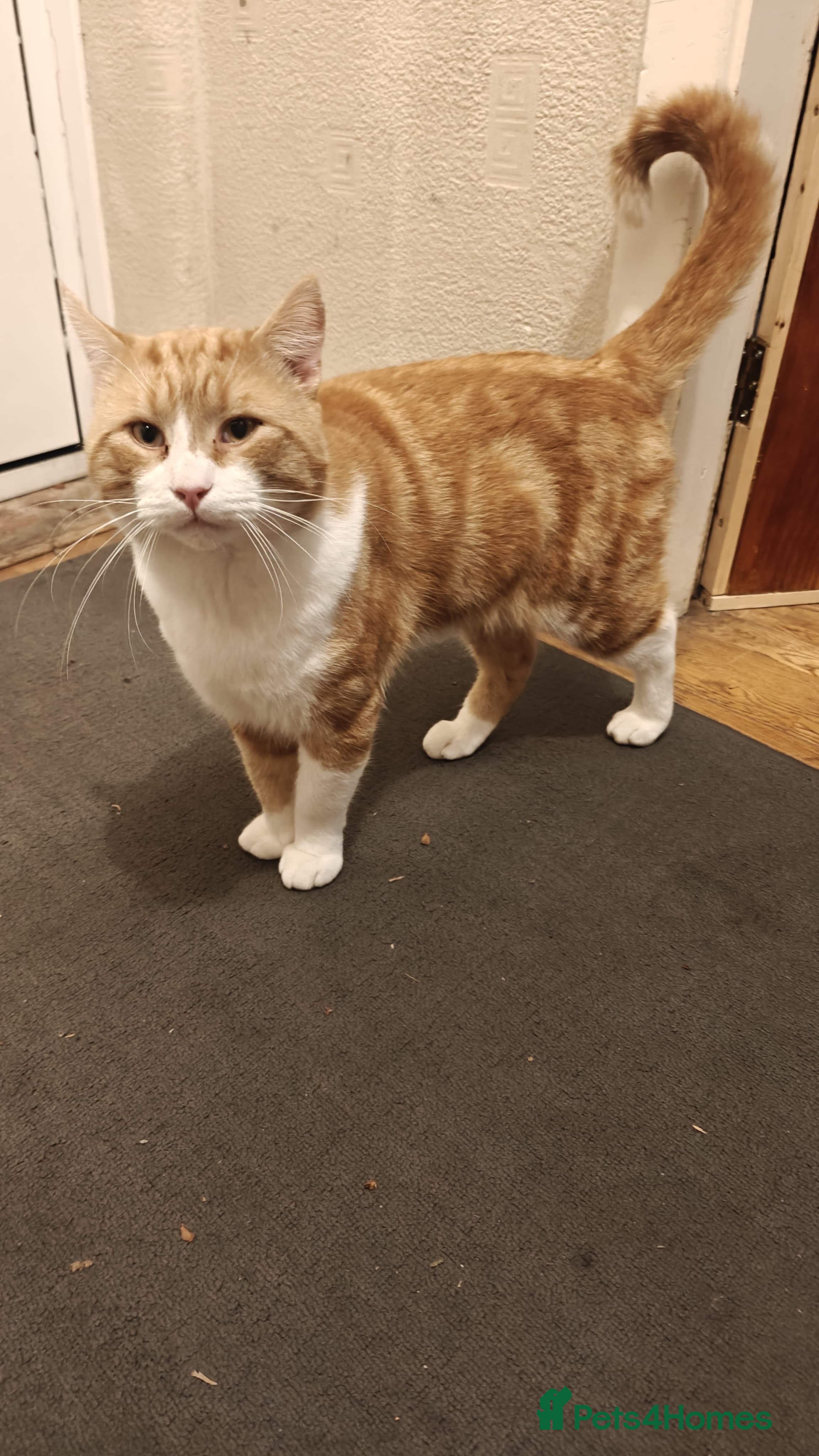 Mixed Breed cats Sweet 2 year old boy - Advert 1