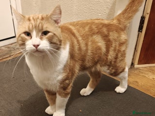 Mixed Breed cats Sweet 2 year old boy - Advert 1