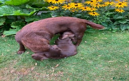 Bocker dogs for sale: 🐶 Cocker Spaniel x Beagle (Bocker) Puppy 🐶 - Image 2