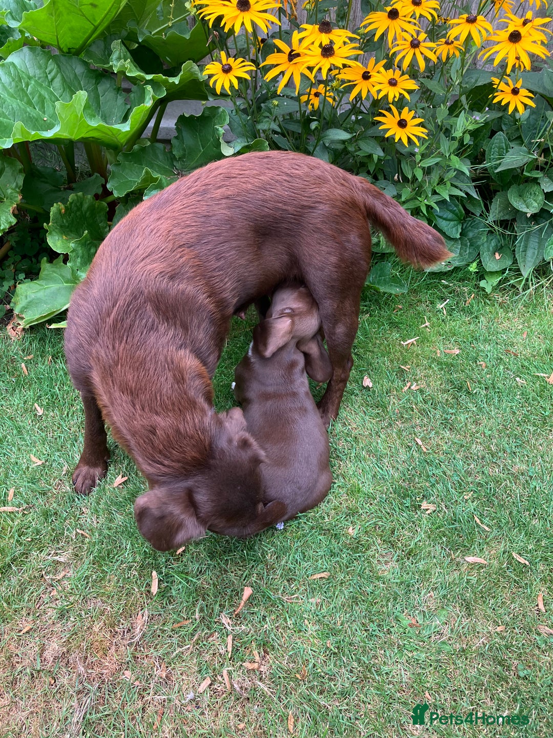Bocker dogs for sale: 🐶 Cocker Spaniel x Beagle (Bocker) Puppy 🐶 - Image 2