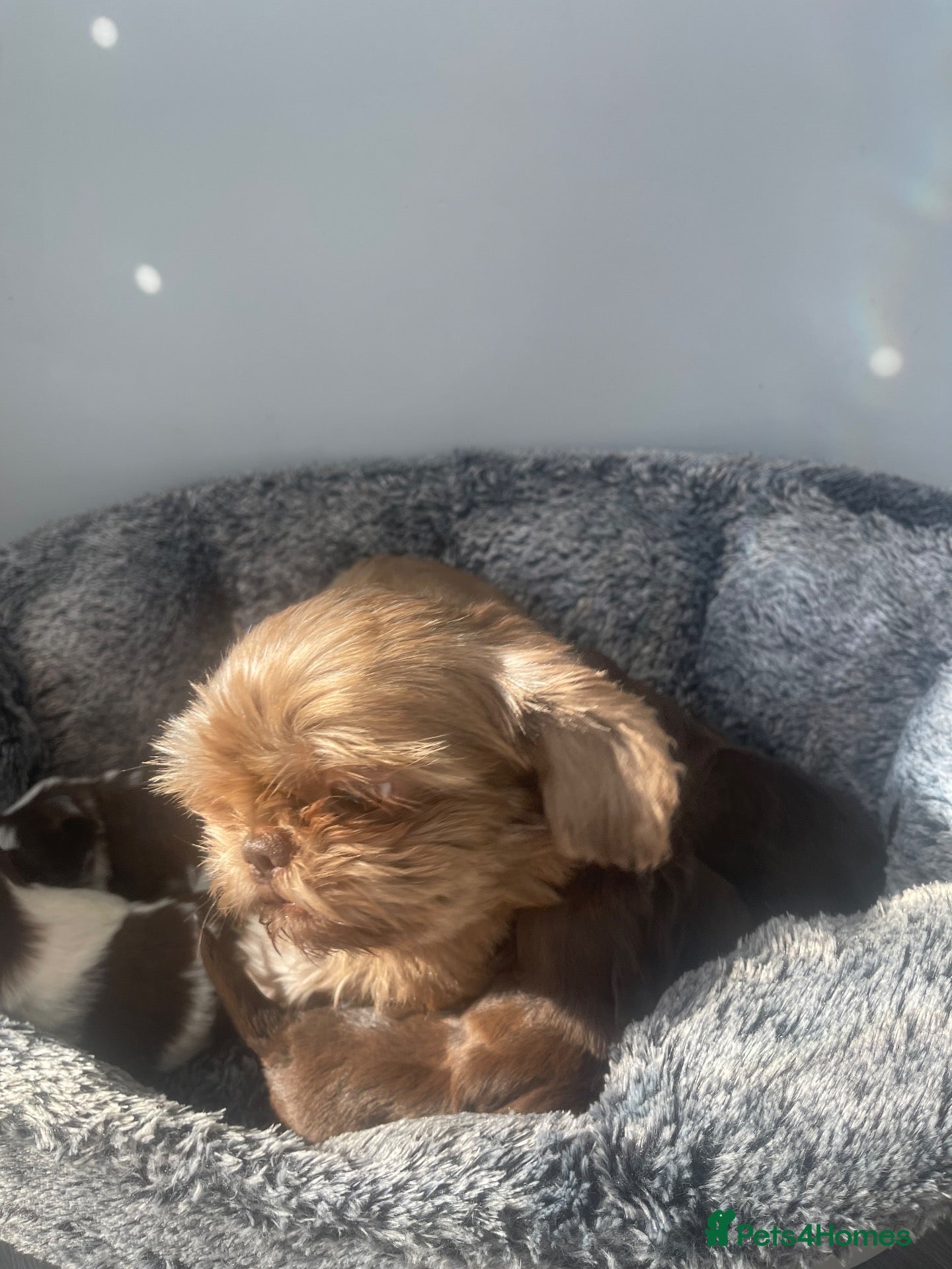 Shih Tzu dogs Imperial shih tzu puppies  - Advert 4